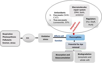 Adaptive Response of Thermophiles to Redox Stress and Their Role in the Process of dye Degradation From Textile Industry Wastewater